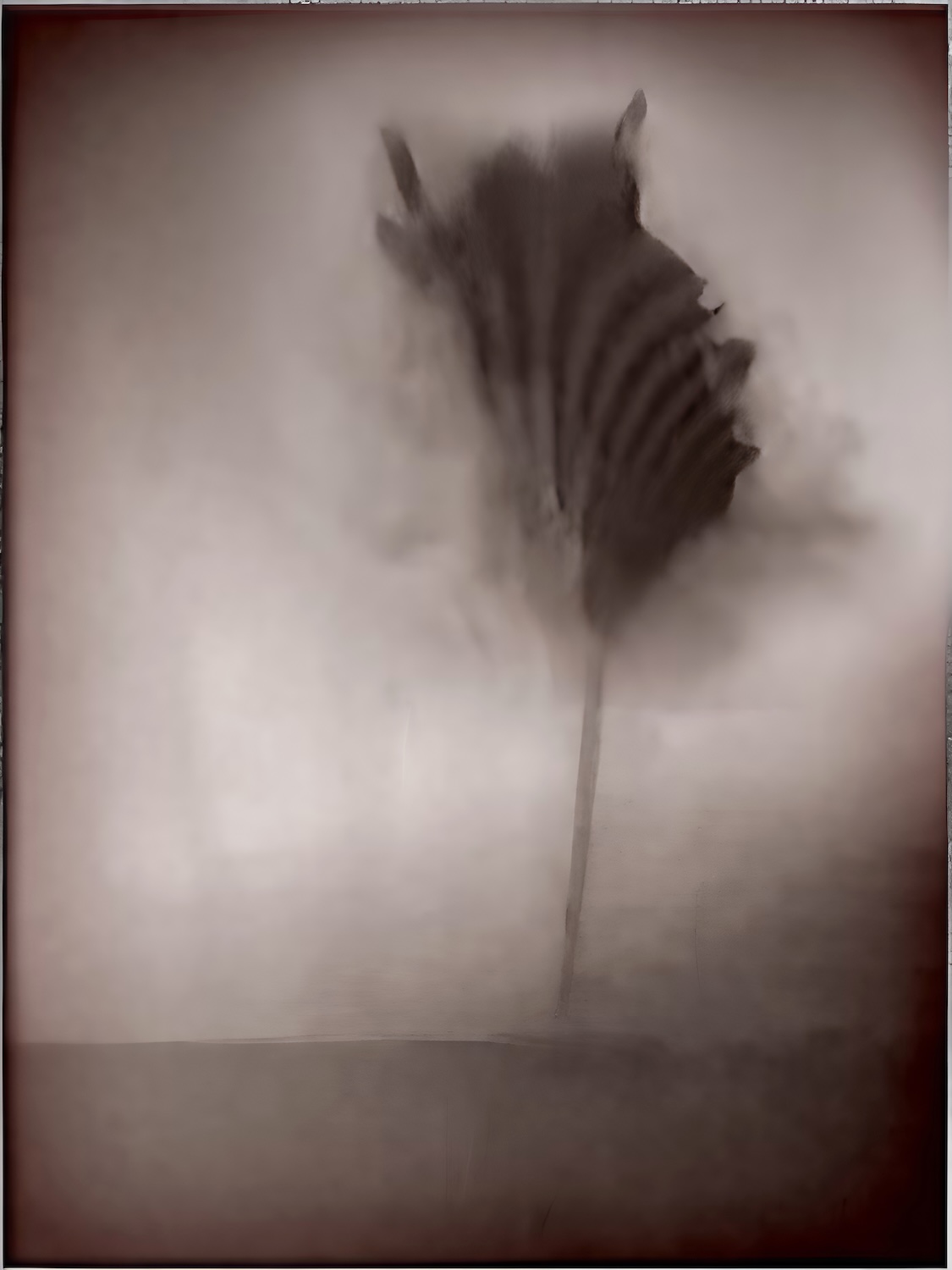 Fleurs sans existence, 2025