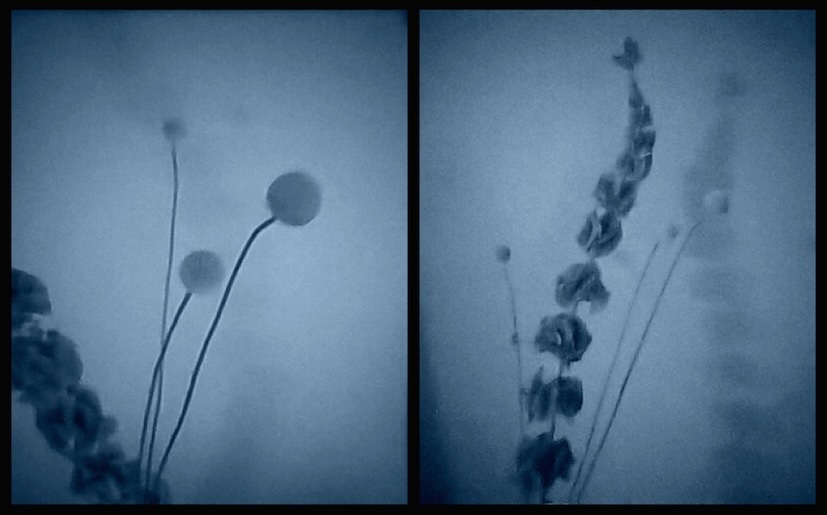 Molucella laevis & Craspedia globosa, 2017