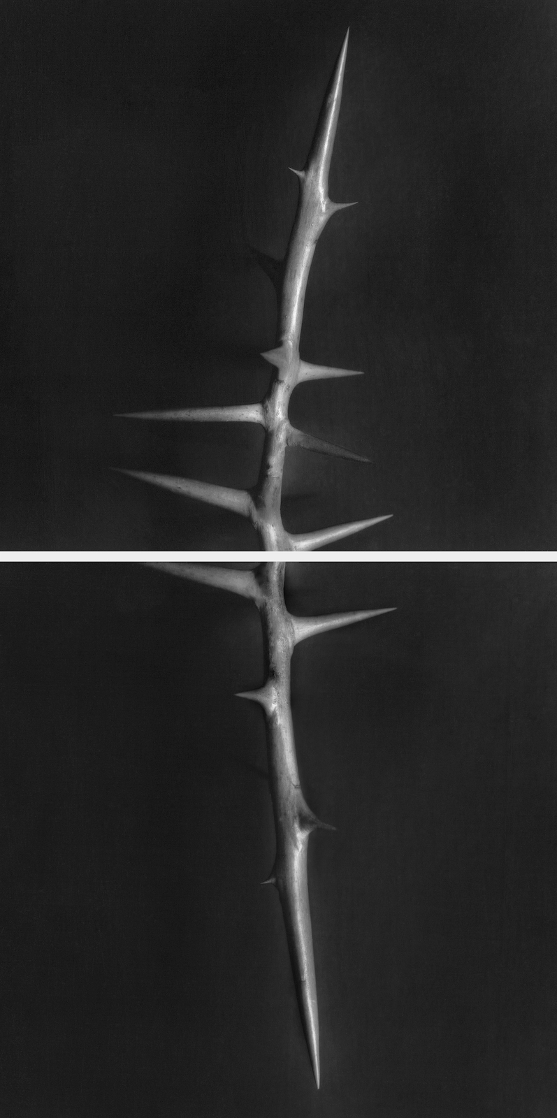 Diptyque de l'épine