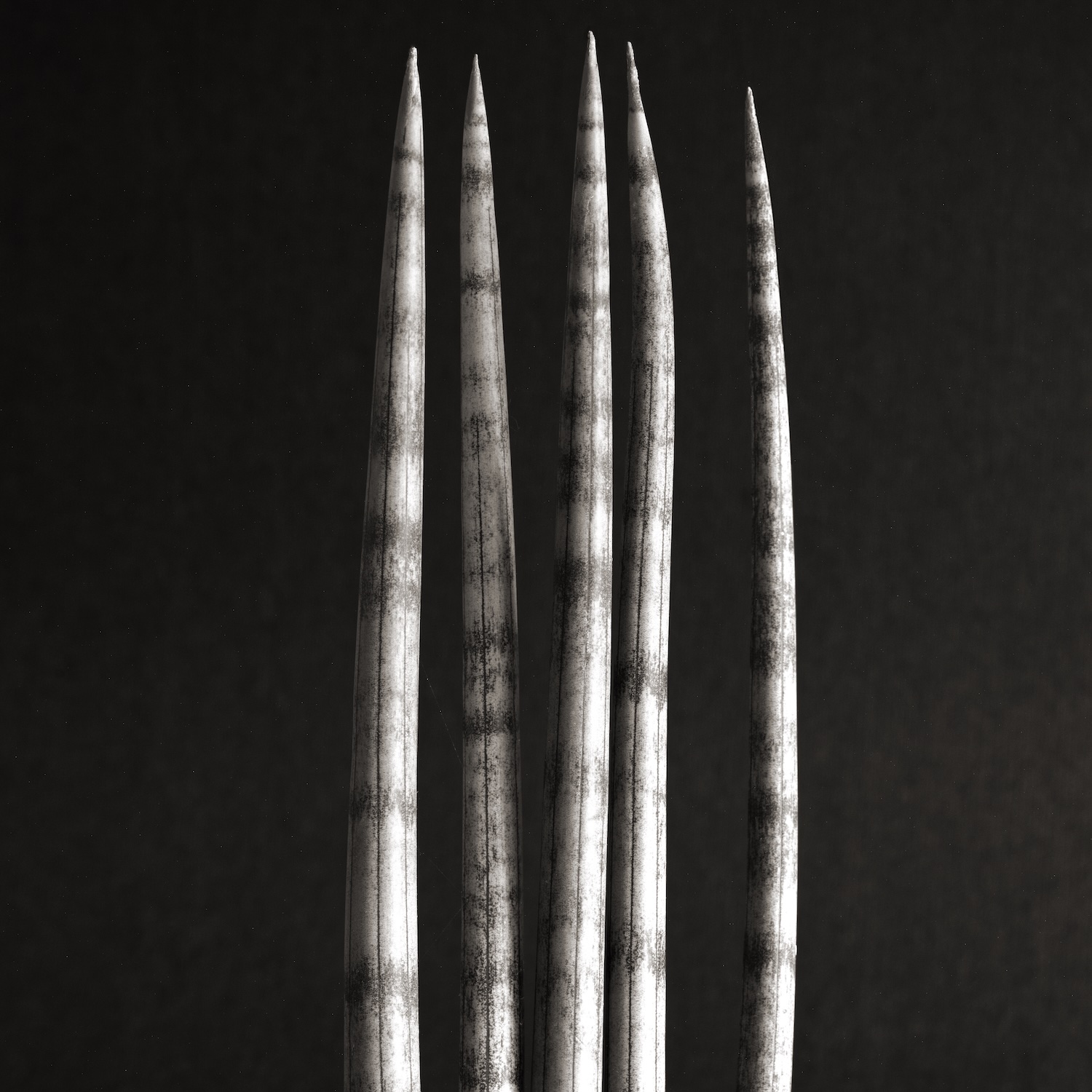 Sansevieria